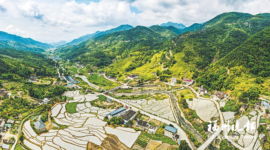 永泰岭下店村：打造“福建菊花第一村”