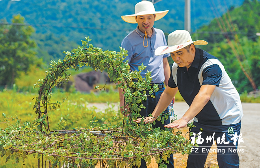 永泰岭下店村：打造“福建菊花第一村”