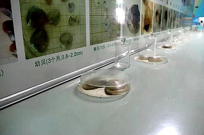 海蚌标本展示