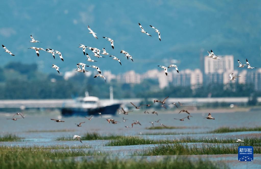 闽江河口湿地迎来候鸟“先头部队”