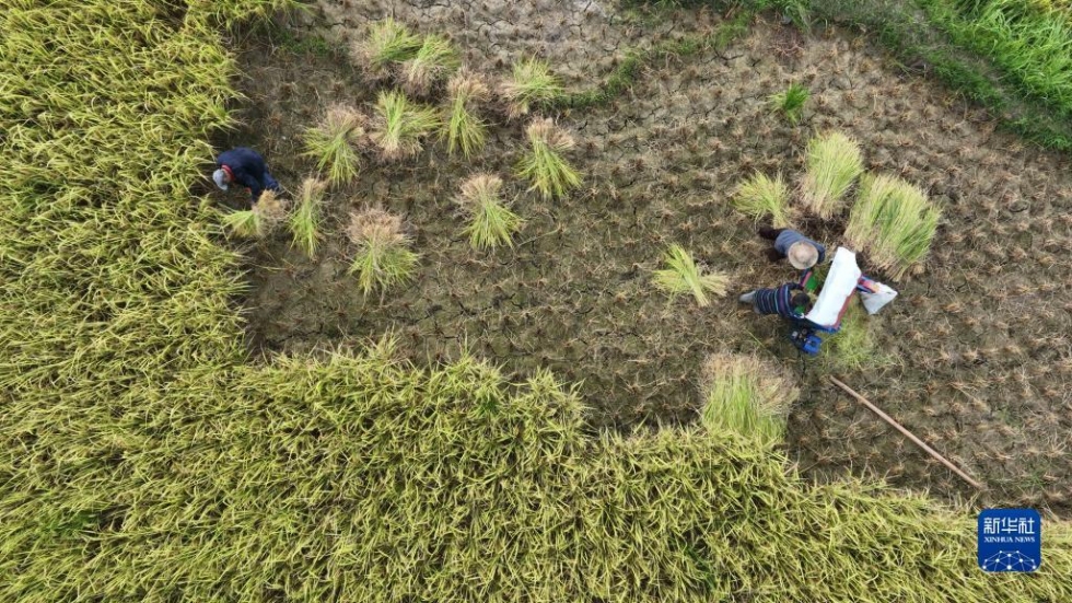 贵州罗甸：沫阳万亩水稻增产