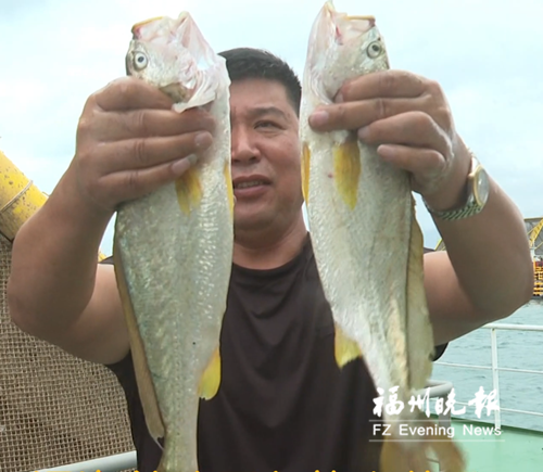 “深海健身”大黄鱼上市 福州养殖模式获央视点赞