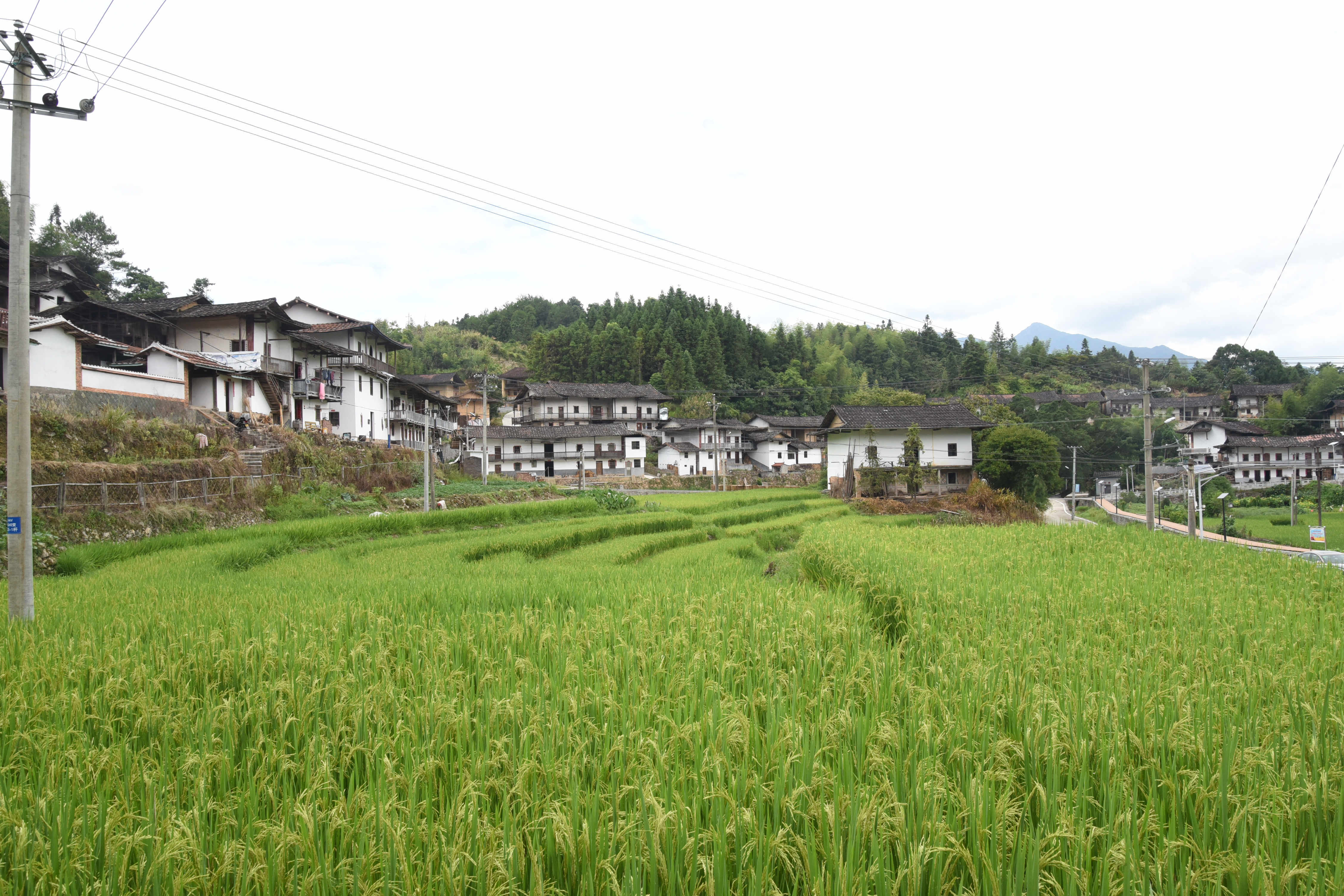 农田肥沃 来源：仙游今报