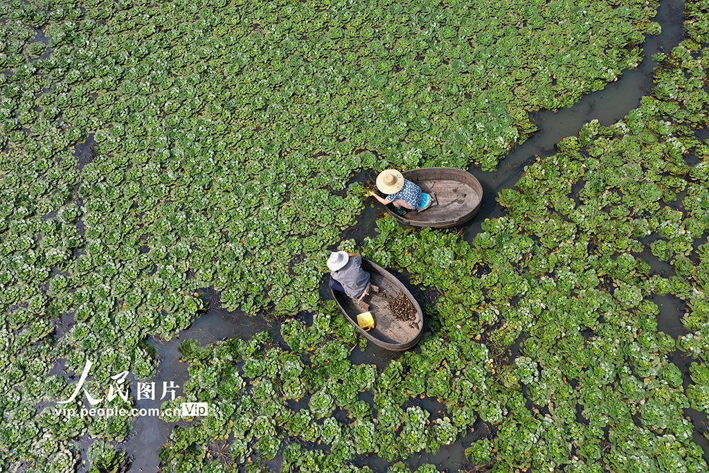2022年9月11日，浙江省湖州市长兴县夹浦镇太平桥村，村民们在划着菱桶采摘菱角。