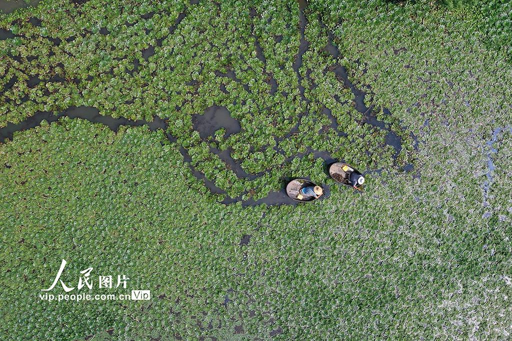2022年9月11日，浙江省湖州市长兴县夹浦镇太平桥村，村民们在划着菱桶采摘菱角。