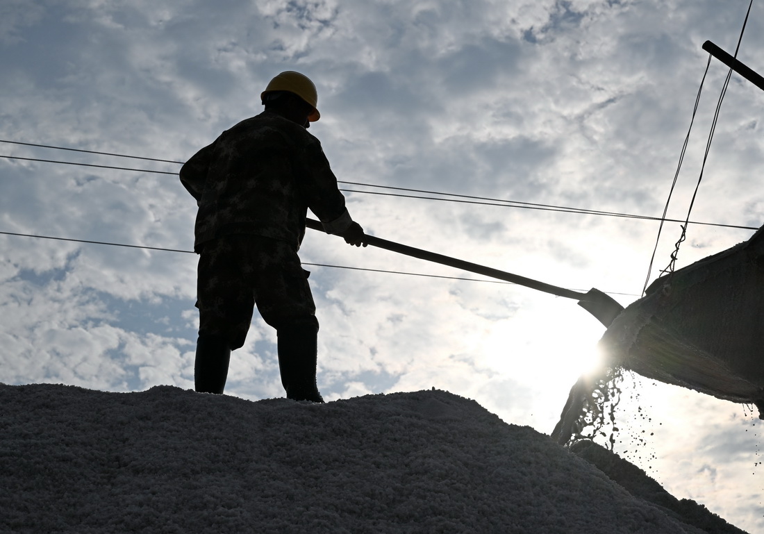 工人在天津长芦汉沽盐场整理盐坨（9月14日摄）。