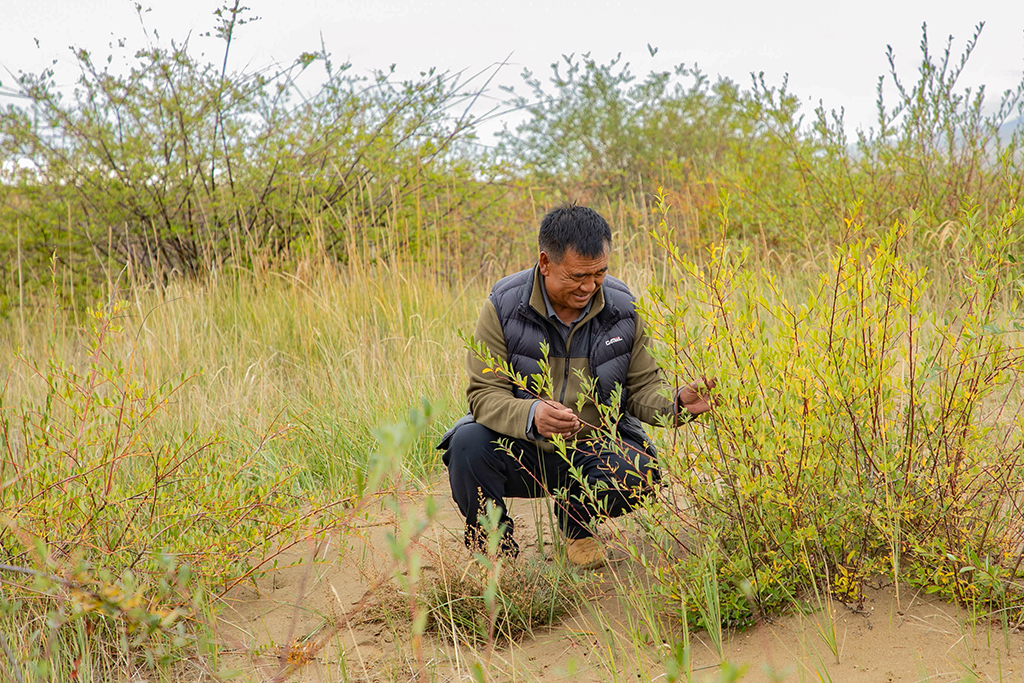 牧民卓玛加布在黄河玛曲段干流沿岸一处沙丘上查看他参与种植的灌木生长情况（9月16日摄）。