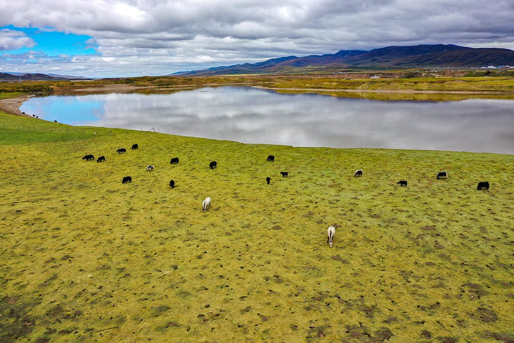 牛群和马在黄河玛曲段干流沿岸的一处草地上吃草（9月17日摄，无人机照片）。玛曲县在2019年就实现了草畜平衡。