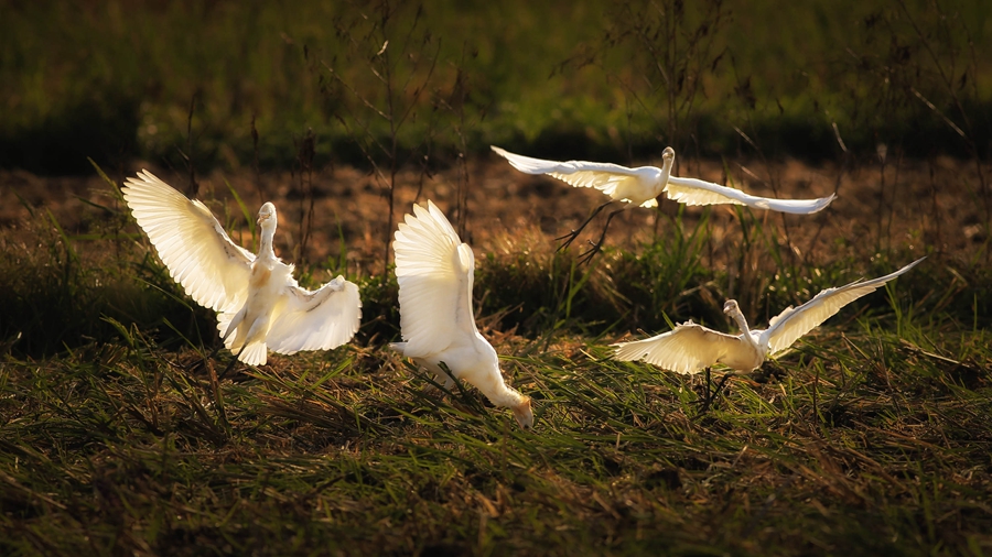 一群鹭鸟飞翔起舞“秀身姿”。戴园笙摄
