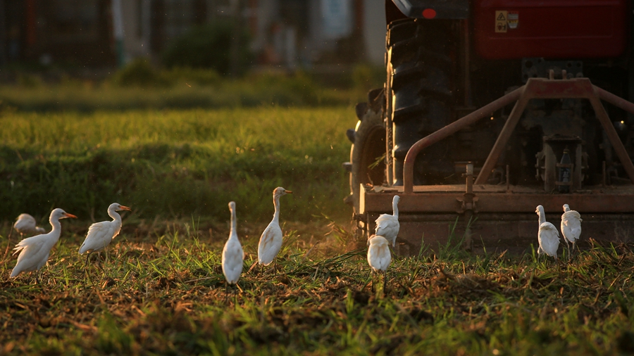 一群鹭鸟跟在作业的农机后面。戴园笙摄