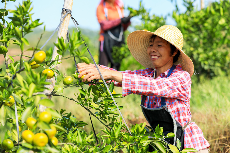 三明宁化县中沙乡上万株橘子迎丰收，一颗颗青黄色的果实挂满枝头，在阳光的照射下显得十分诱人，果农们纷纷进行采摘。黄尉峰摄