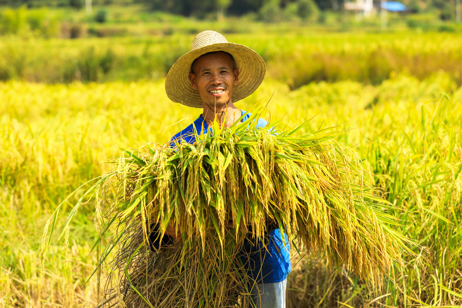 三明宁化县湖村镇农户手捧颗粒饱满的水稻，享受丰收的喜悦。黄尉峰摄