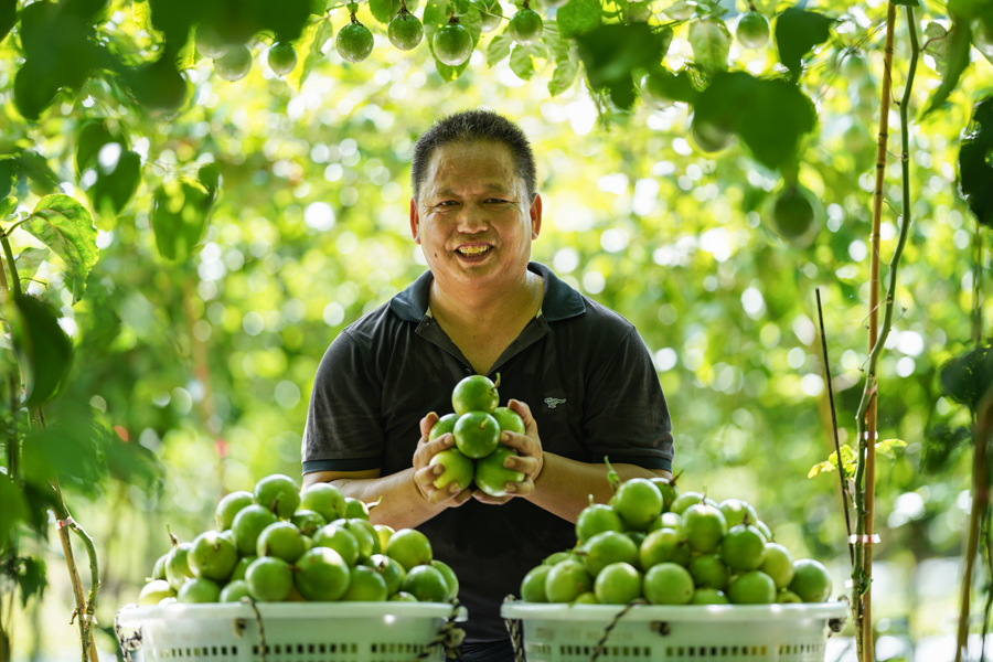 龙岩武平县3.57万亩黄金百香果喜获丰收，经过分拣后的百香果将面向全国销售。李国潮摄