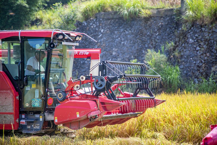 龙岩新罗区岩山镇莱山村70余亩稻田里一派繁忙。张锐畅摄