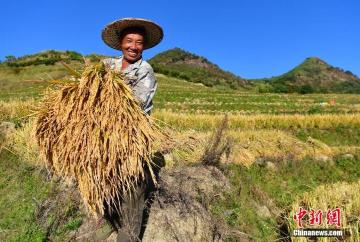 当地村民利用晴好天气抢收稻谷。 张斌 摄

