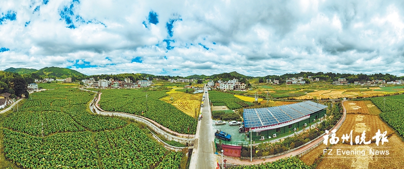 永泰县新丰村：发展富“芋”路 为振兴加“油”