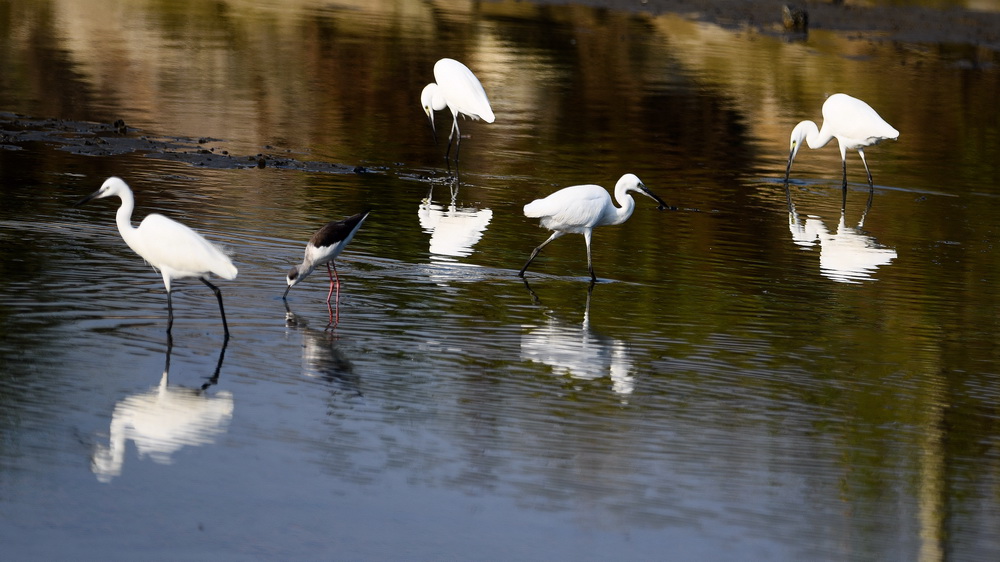 鸟儿在广西山口红树林生态国家级自然保护区浅水处觅食（10月23日摄） 。