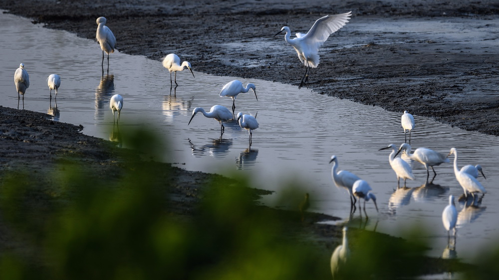 鸟儿在广西山口红树林生态国家级自然保护区浅水处觅食（10月23日摄） 。