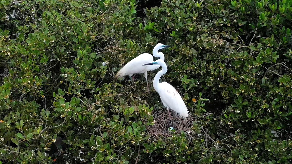 在广西山口红树林生态国家级自然保护区，两只鸟在红树林中栖息（8月25日摄，无人机照片）。