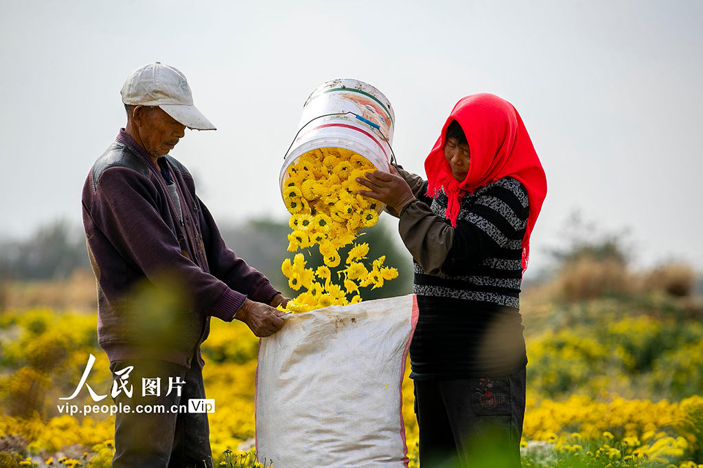 2022年11月9日，村民在江苏省兴化市千垛景区采摘婺源皇菊。