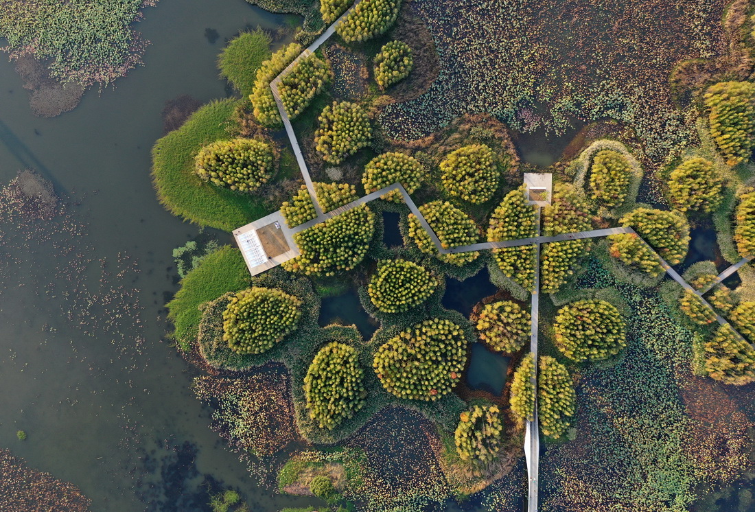 位于南昌市高新区的鱼尾洲湿地公园（11月8日摄，无人机照片）。新华社记者 万象 摄