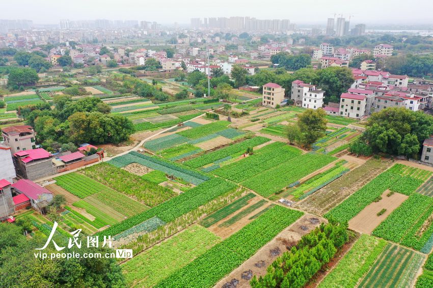 2022年11月14日，在江西省吉安市泰和县澄江镇蔬菜种植基地，条块状的菜地与红瓦农房相映成趣，构成一幅美不胜收的田园风景画。