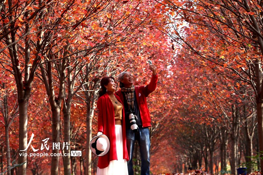 2022年11月19日，四川省眉山市东坡区太和镇元宝村亿嘉林木基地的“夕阳红”和“红冠”红枫迎来了最佳观赏期，吸引众多的游客前来观赏枫叶。