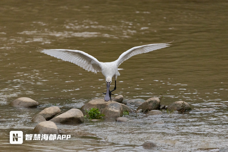惊艳！国家二级保护动物“白琵鹭”现身福建