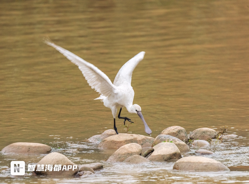 惊艳！国家二级保护动物“白琵鹭”现身福建