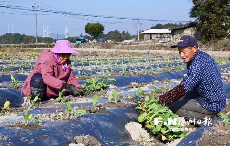 新塘立春抢农时 保障福州“菜篮子”