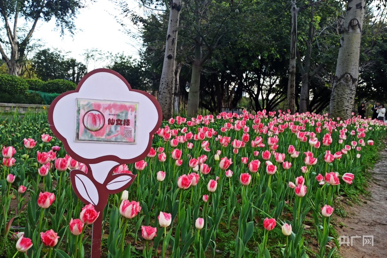 福州公园鲜花盛放 游客纷至沓来