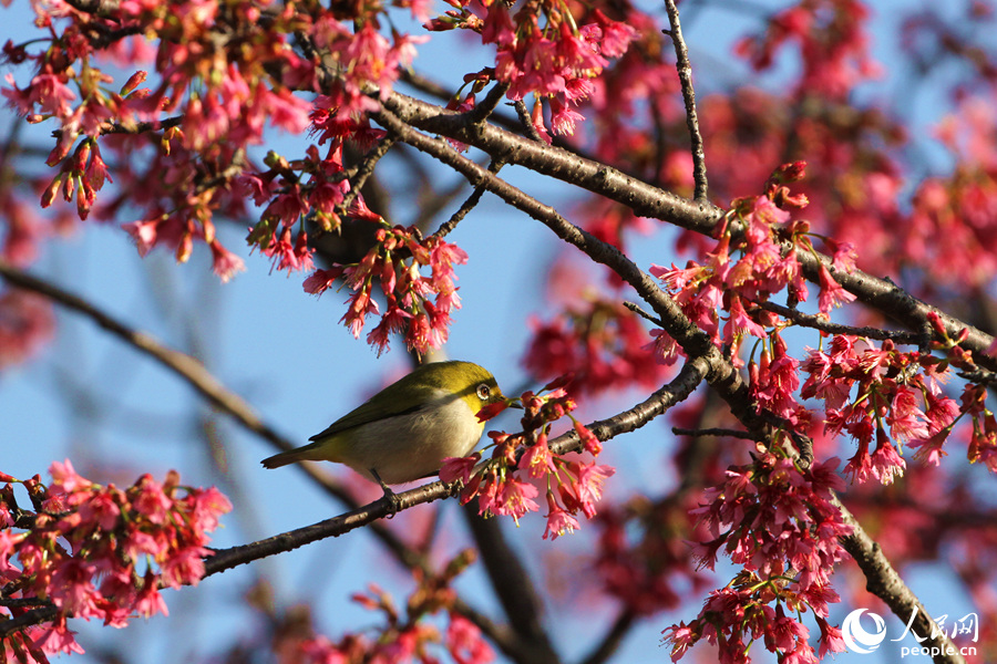 鸟儿在樱花枝头享受春日暖阳。人民网 陈博摄