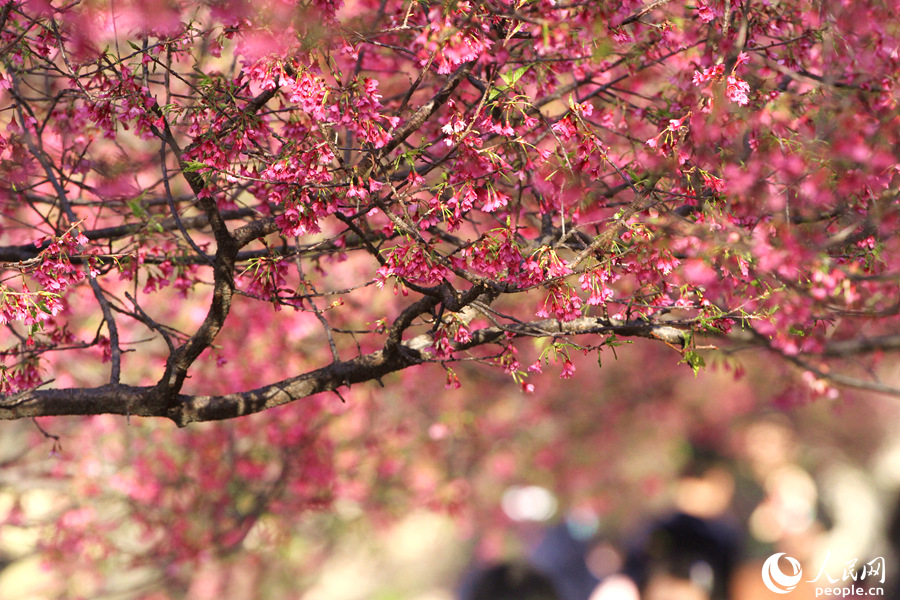 正午的阳光洒在樱花树上，光影斑驳，满眼尽是缤纷浪漫。人民网 陈博摄