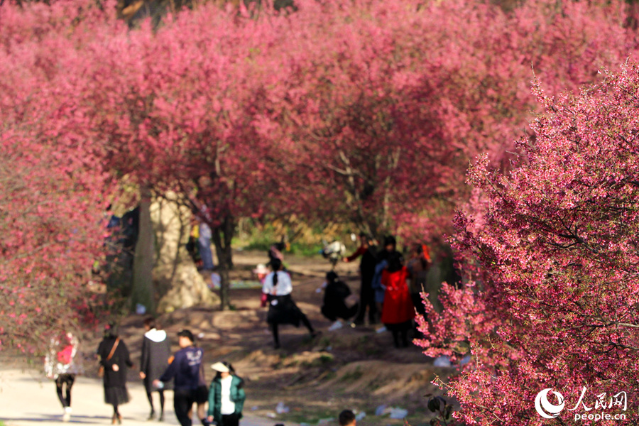 鳌冠村的樱花绽放如云霞。人民网 陈博摄