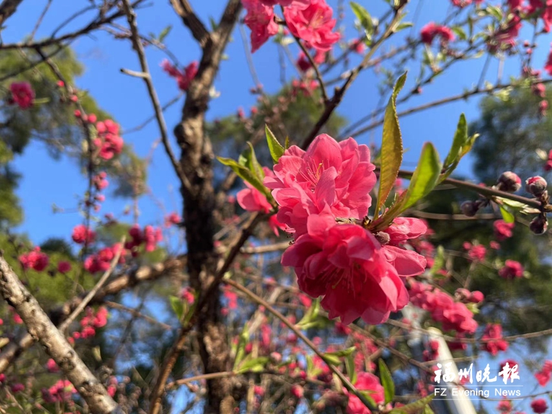 桃花灼灼 福州迎来早春美景