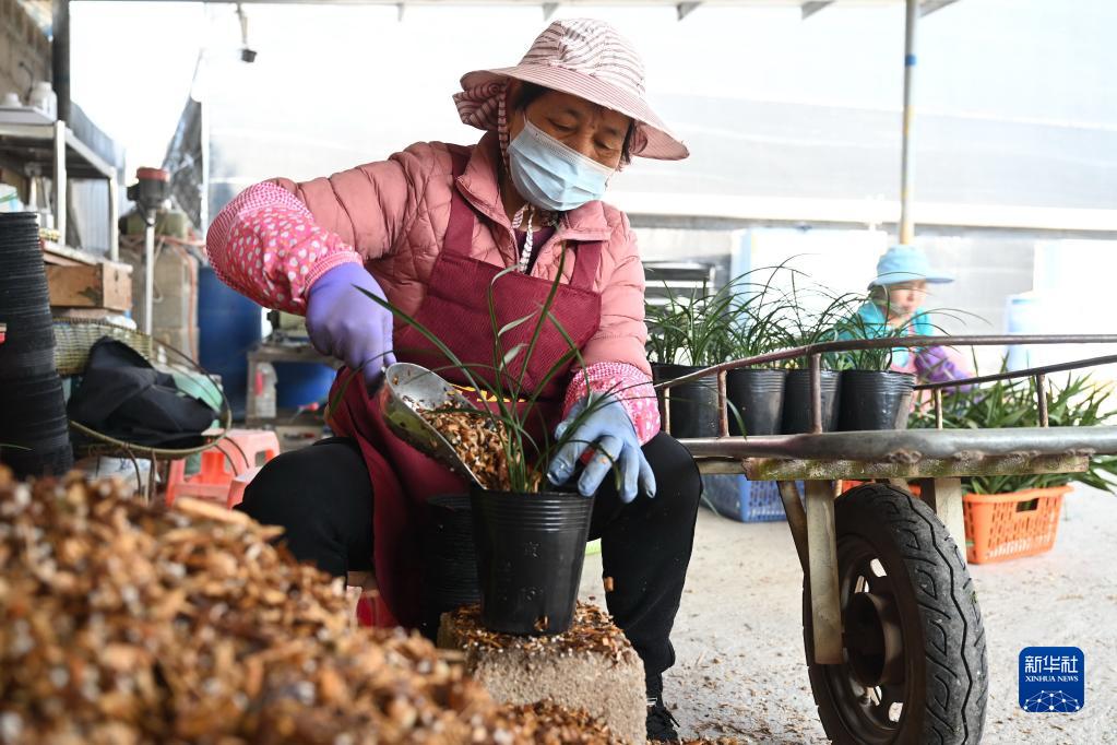 福建南靖：春季时节花农忙