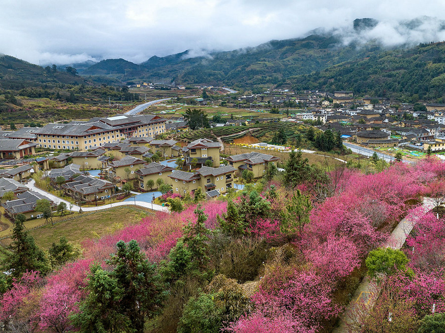 2.粉红色樱花与不远处土楼相衬，迷人耀眼。冯木波摄