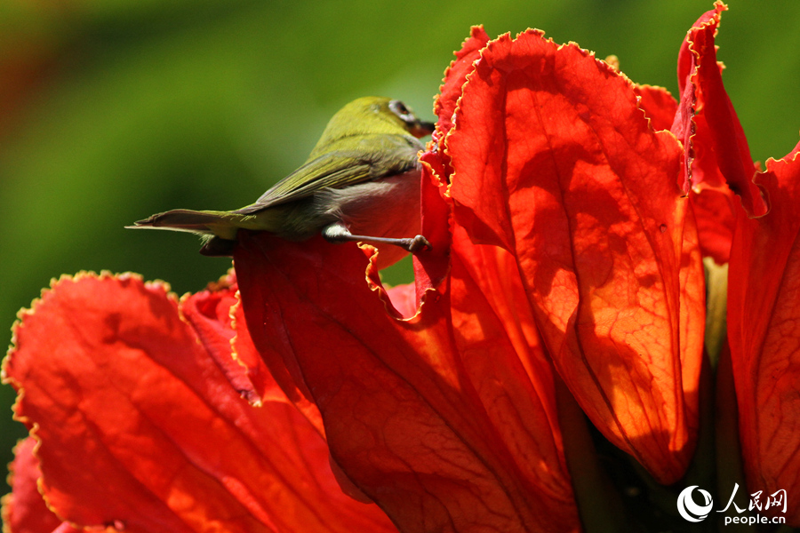 暗绿绣眼鸟在火焰木花朵上觅食。人民网 陈博摄