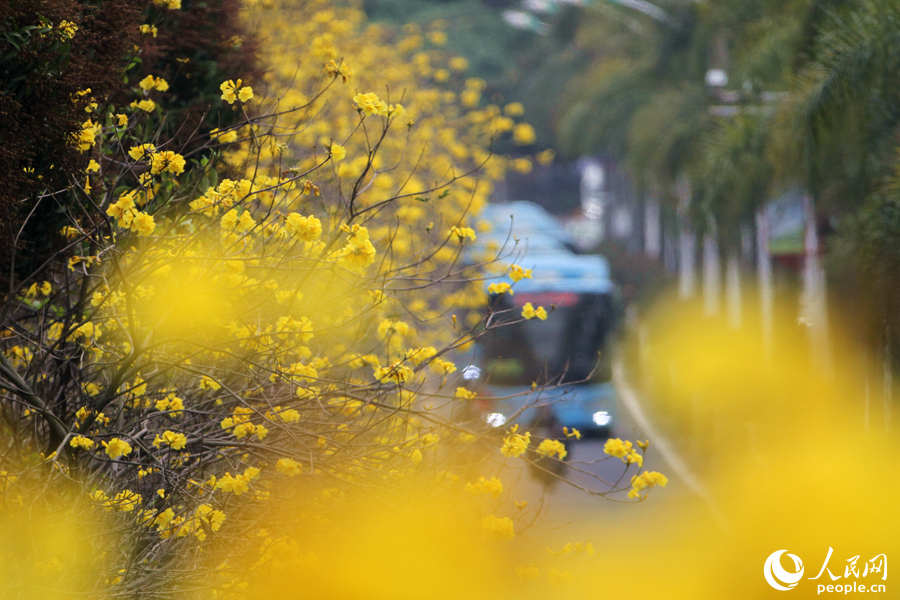 1.厦门湖滨西路，黄花风铃木花朵成片绽放。人民网 陈博摄