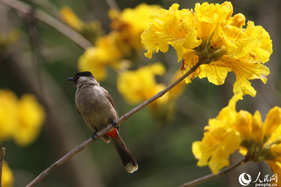 2.厦门南湖公园中，一只白喉红臀鹎与黄花为伴，在枝头眺望远方。人民网 陈博摄