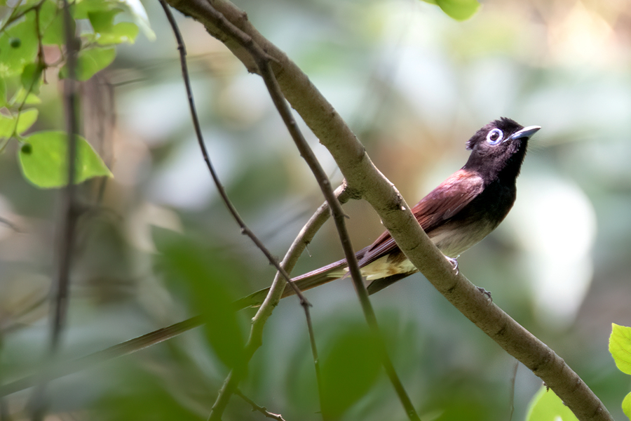 清晨的阳光照进树林，紫寿带鸟在枝头享受“日光浴”。周龙杰摄