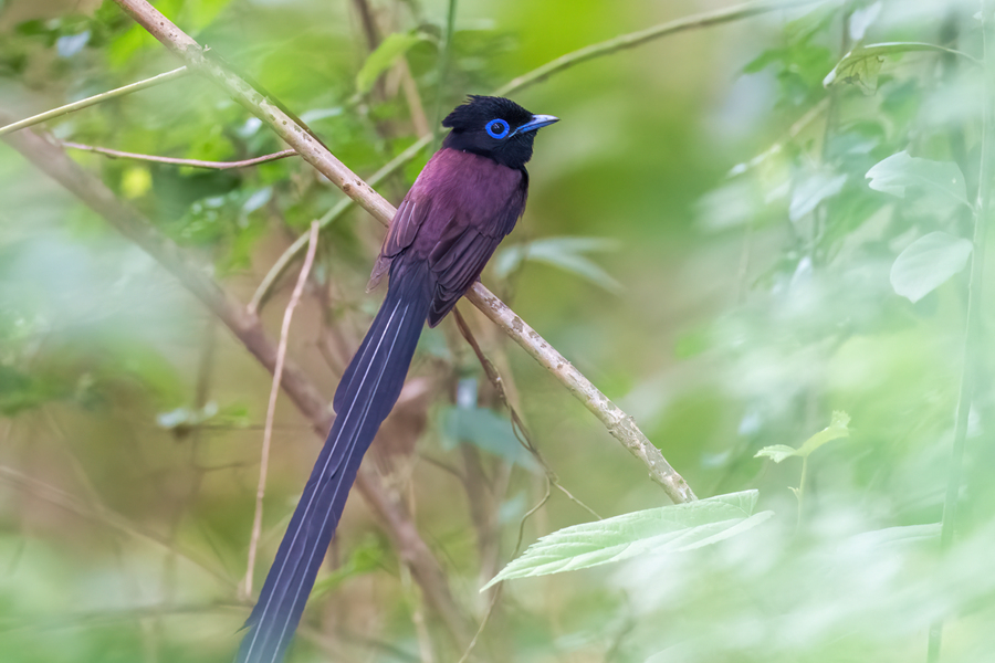 紫寿带鸟在枝头远眺。陈浩摄