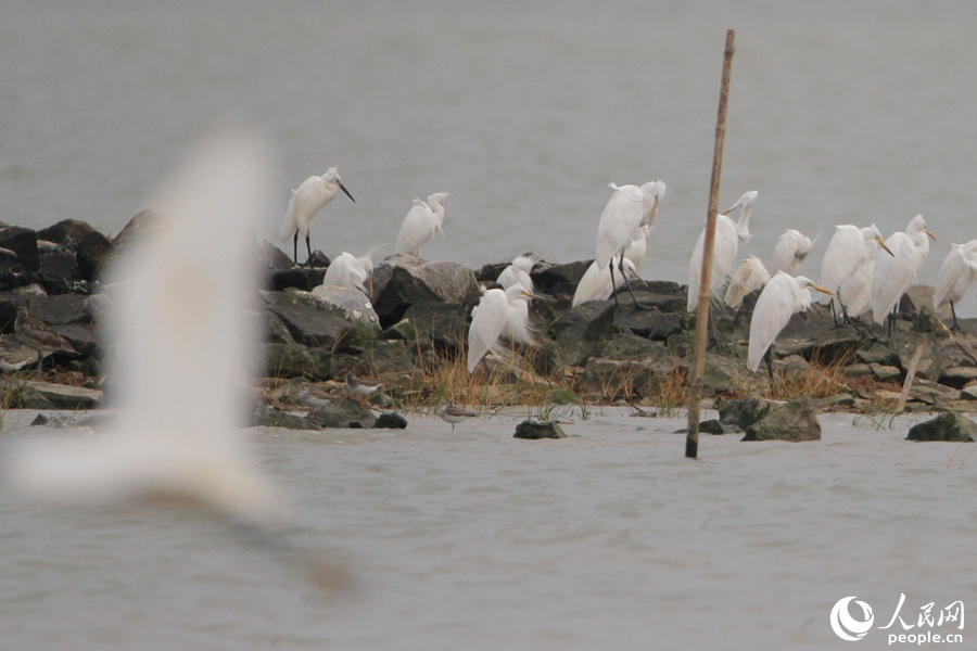 涨潮时分，黄嘴白鹭鸟群与其他海鸟在离岸不远的礁石上集聚。人民网 陈博摄