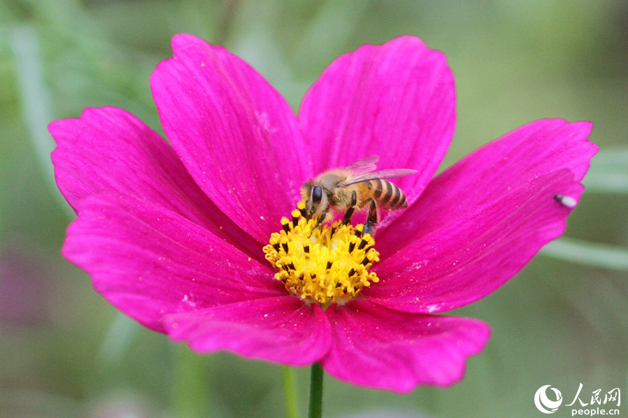 蜜蜂在波斯菊花朵中采蜜。人民网 陈博摄