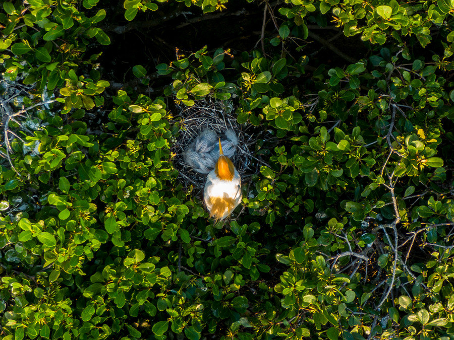 3.在红树林中，一只鹭鸟在照料刚出生不久的小鹭鸟。方维摄.jpg