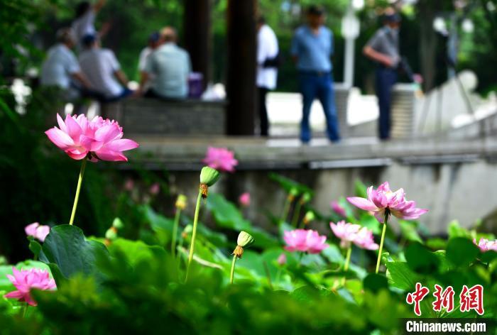 福州茶亭公园盛开的荷花吸引市民前来观赏。　张斌 摄