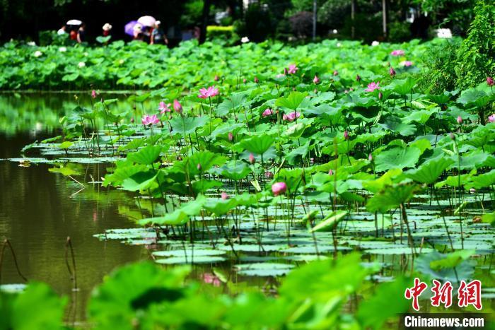 福州茶亭公园正举办第23届荷花展，集中展示近200个品种。　张斌 摄