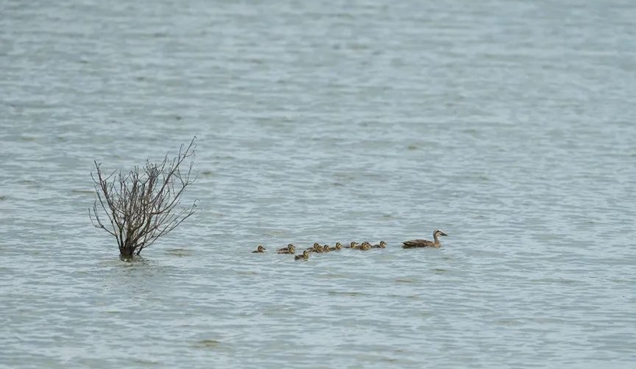 斑嘴鸭雏鸟排成一队。福建闽江河口湿地国家级自然保护区管理处供图