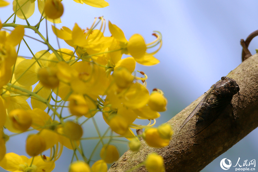正午时分，蝉匍匐在黄花枝头鸣叫。人民网 陈博摄