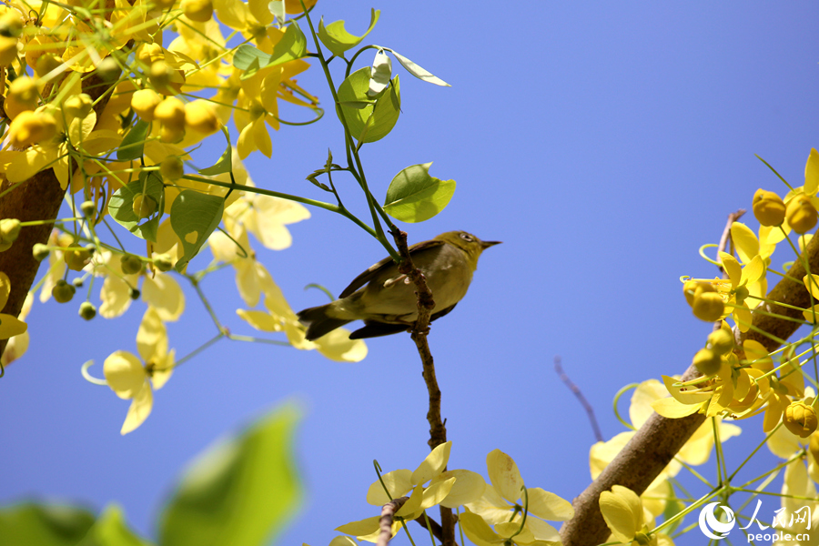 一只暗绿绣眼鸟在腊肠树枝头远眺。人民网 陈博摄